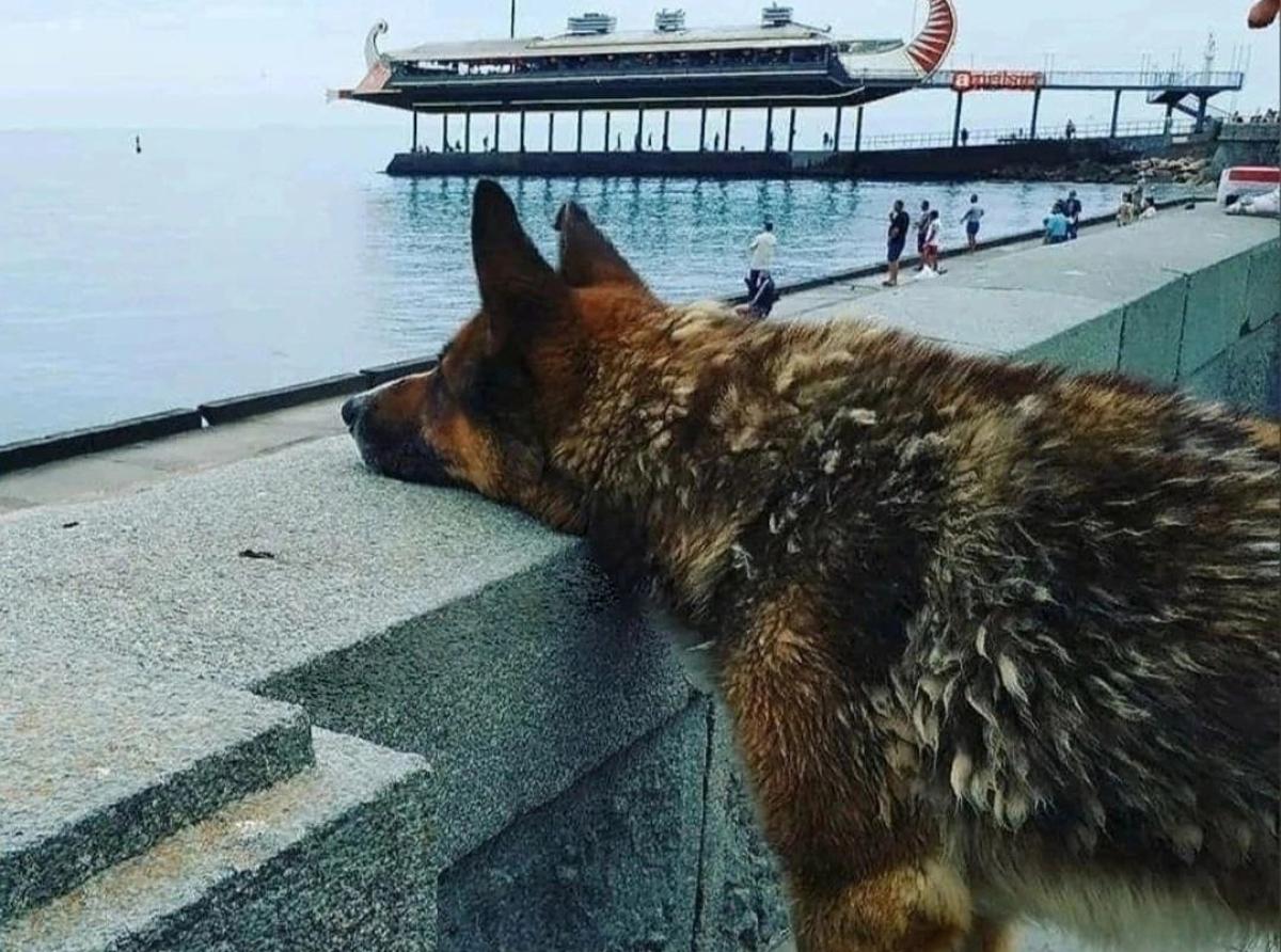 In Yalta the dog Mukhtar waited for the deceased owner for 12 years
